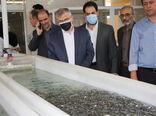 بازدید استاندار البرز از قدیمی ترین مرکز پرورش و تکثیر ماهی کشور