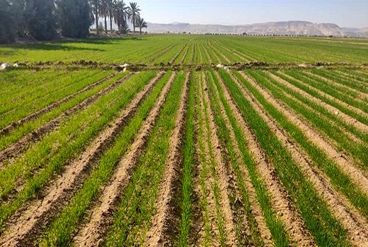 توسعه کشت گندم به روش کف کار در اراضی شور خنج 