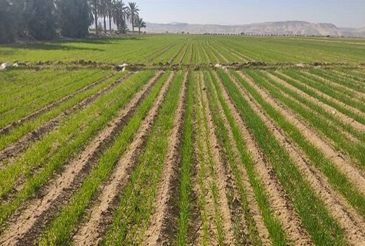 توسعه کشت گندم به روش کف کار در اراضی شور خنج 