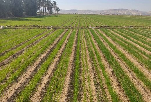 توسعه کشت گندم به روش کف کار در اراضی شور خنج 