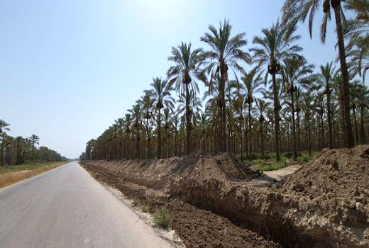 افزایش تولید و بهبود کیفیت  محصول با اصلاح و نوسازی باغات در آبادان 