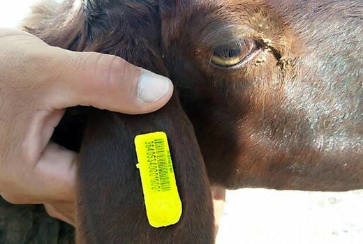 واحدهای دامپروری ارسنجان پایش شدند