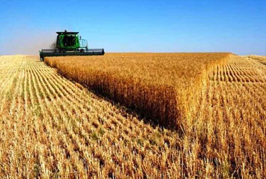 رشد ۳۰ درصدی سطح زیر کشت محصولات گندم و جو در اراضی کشاورزی اصفهان