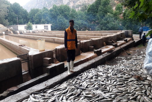 خسارت210 میلیارد ریالی سیل به شیلات‌های چهارمحال و بختیاری