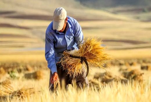 تنها ۵ درصد منابع عمومی کشور در اختیار بخش کشاورزی است/ ظرفیت ترانزیتی ۵۰ میلیون تن غلات 