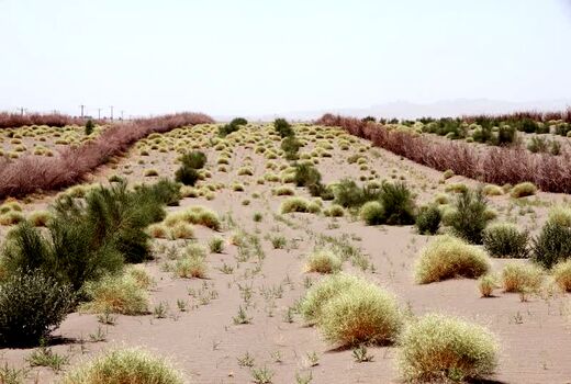 خسارت ۶۵۰ میلیون دلاری ماسه‌های روان به منابع زیست انسانی