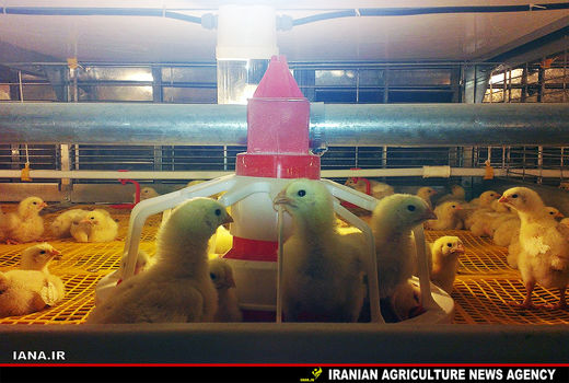 مرغ7600تومانی دستاورد اعتراضات اخیر