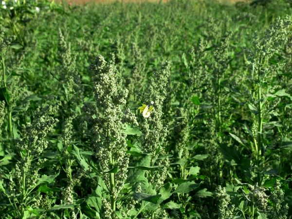 کینوا علوفه‌ای برای نخستین بار در کازرون کشت می‌شود