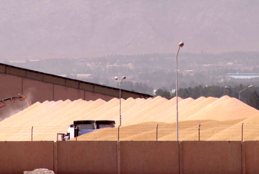 جبران کمبود نهاده‌های دام با واردات