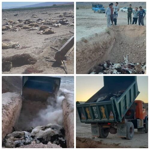 تلف شدن ۱۳۰ راس گوسفند و بز به علت مسمومیت