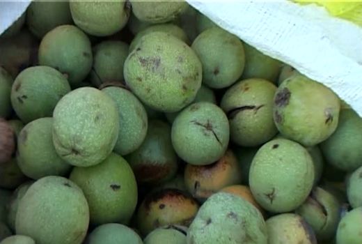 برداشت ۹۰۰ تن گردو از ۳۷۸ هکتار باغ های شهرستان نطنز