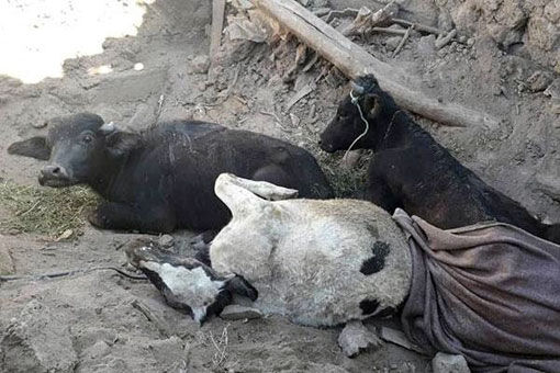 حضور به موقع دامپزشکی در شهرستانهای میانه و سراب جهت جلوگیری از شیوع بیماریهای عفونی در منطقه زلزله زده