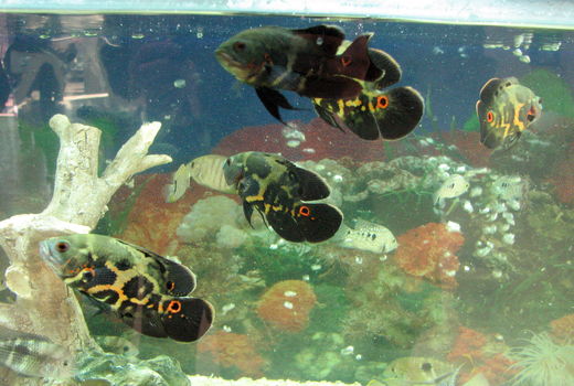 ۱۹ میلیون قطعه انواع ماهیان زینتی در استان قزوین تولید شد