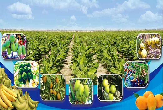 برداشت بیش از 121 هزارتن میوه گرمسیری در سیستان‌وبلوچستان