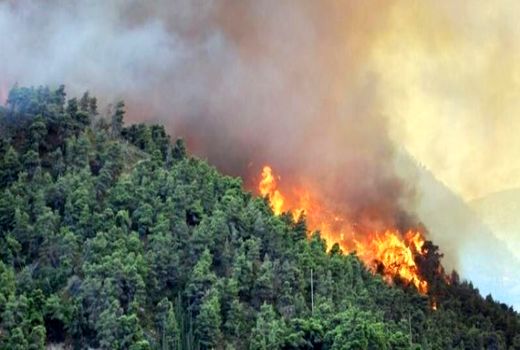 تأکید رئیس سازمان منابع طبیعی بر پیشگیری از حریق در جنگل‌ها و مراتع