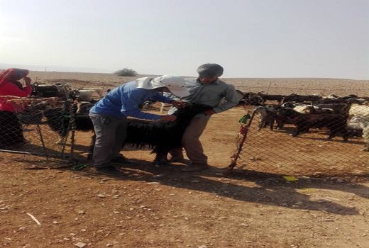 بیش از 300 هزار راس دام عشایر فارس بیمه شدند