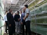 بازدید مشاور وزیر جهاد کشاورزی از زنجیره تولید صنعت آکواریوم و ماهیان زینتی در قزوین