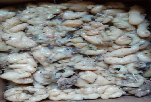 برداشت آنغوزه از مزارع دیم نی ریز آغاز شد 