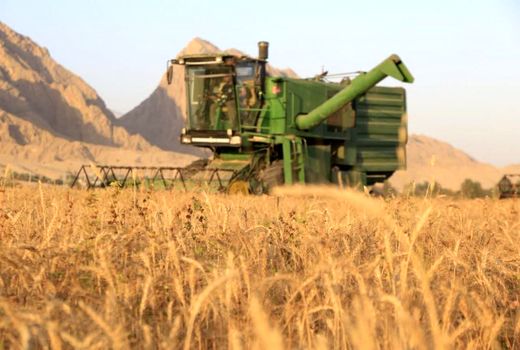برداشت گندم از ۱۷ هزار هکتار مزارع آبی بوشهر آغاز شد