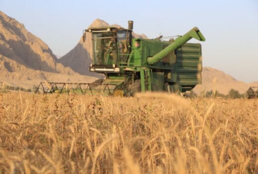 برداشت گندم از ۱۷ هزار هکتار مزارع آبی بوشهر آغاز شد
