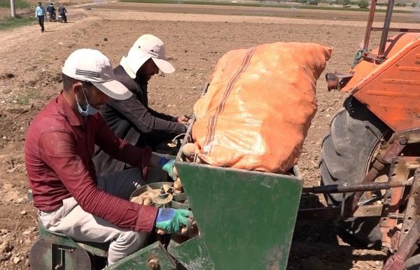 آغاز کشت سیب زمینی در مزارع شهرستان فریدن