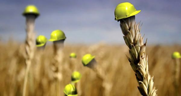 صندوق بیمه کشاورزی باید بتواند در بحران پشتیبان کشاورز باشد/ لزوم واگذاری موضوعات بیمه‌‌ای سودده به صندوق