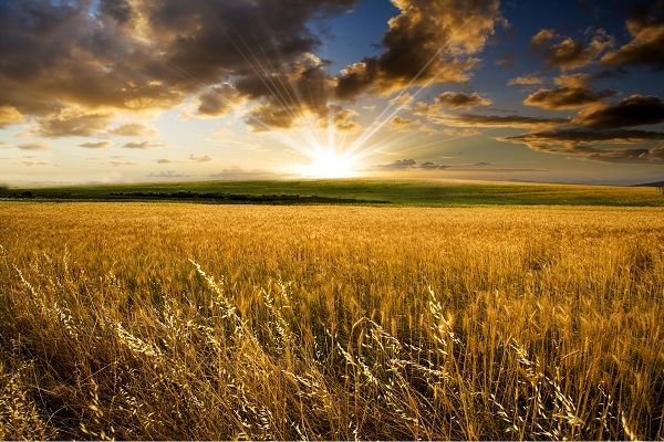 اجرای طرح ملی گندم‌بنیان در سه استان