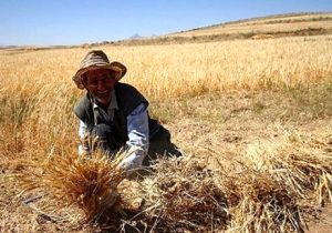 پیش بینی برداشت 220تن گندم در اصفهان