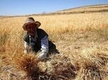 پیش بینی برداشت 220تن گندم در اصفهان