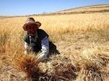 پیش بینی برداشت 220تن گندم در اصفهان