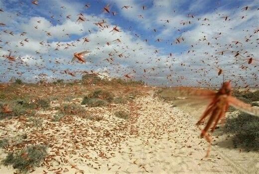  ‌موج جدیدی از هجوم ملخ‌های صحرایی از عربستان و شاخ آفریقا به بوشهر