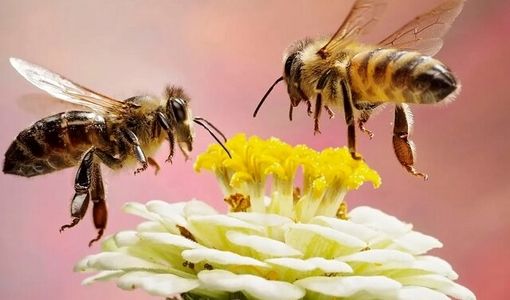 پروبیوتیک بومی زنبور؛ کاهش ۸۲ درصد بیماری نوزما