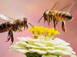 پروبیوتیک بومی زنبور؛ کاهش ۸۲ درصد بیماری نوزما