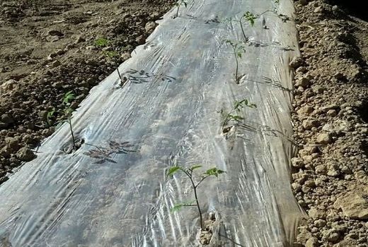 کشت گوجه فرنگی در مرودشت آغاز شد