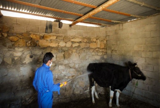 سم‌پاشی 550 منطقه عشایری و روستایی شهرستان اندیکا علیه انگل‌های خارجی