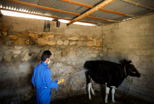 سم‌پاشی 550 منطقه عشایری و روستایی شهرستان اندیکا علیه انگل‌های خارجی