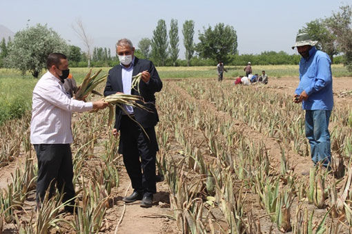 کشت آلوئه‌ورا در سطح یک هکتار در روستای فارفار شهرستان مرند
