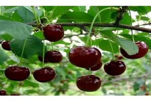 تولید 22 هزار تنی گیلاس در آمل/ درآمد 550 میلیاردی