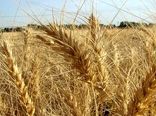 گرمای همدان، خطر زنگ گندم را از بین برد