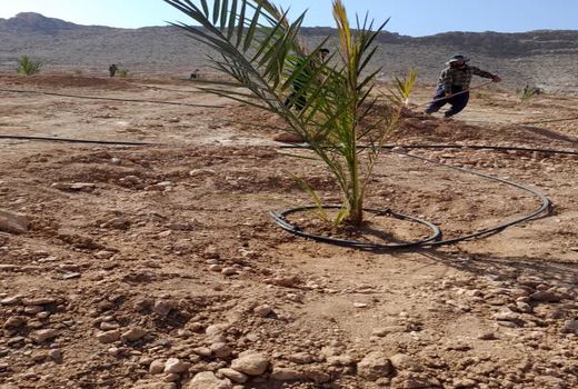 طلای شیرین جهرم در بزرگ ترین باغ مادری بر دل زمین نشست