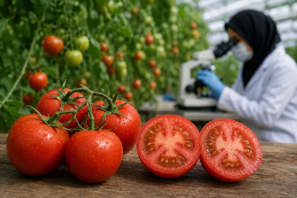 اصلاح گوجه‌فرنگی در دوراهی عملکرد و طعم