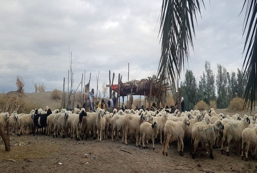 آغاز واکسیناسیون یک میلیون و ۲۰۰ هزار راس دام سبک در سیستان و بلوچستان