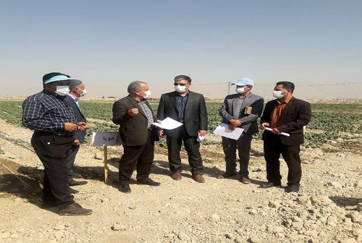 تلاش برای تکثیر ارقام هیبرید کلزا در داخل کشور