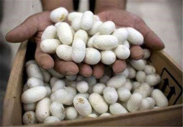 تولید 1650 تن پیله تر ابریشم در سال جاری