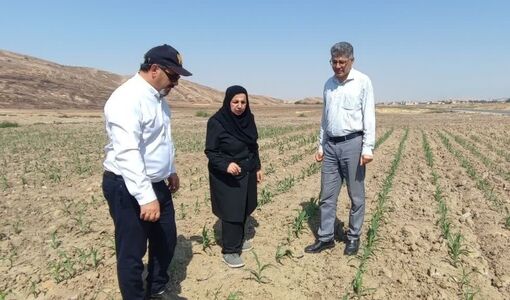 بررسی وضعیت کنترل آفت پروانه برگخوار پاییزه در کهگیلویه و بویراحمد