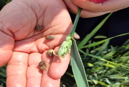 مبارزه با سن مادری در سطح بیش از 690 هکتار از مزارع غلات شهرستان مرند