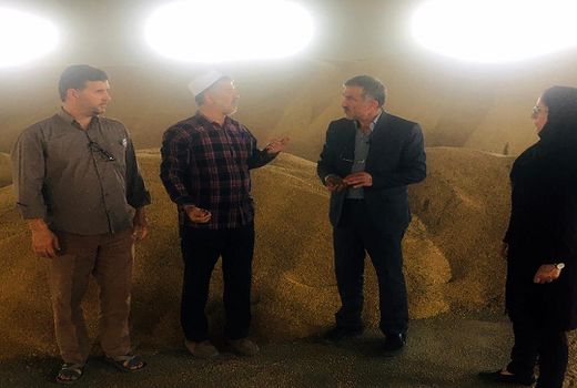 خریداری ٣٢٦٠٠ تن گندم توسط مراکز خرید در شهرستان آق قلا