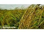 ظهور اولین خوشه برنج در شالیزارهای محمودآباد/ تولید 95 هزار تن شلتوک