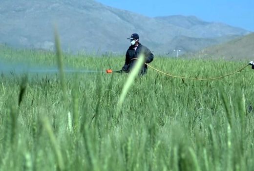 پایان مبارزه با سن مادر در ۲۳۲ هکتار از مزارع گندم و جو فریدن