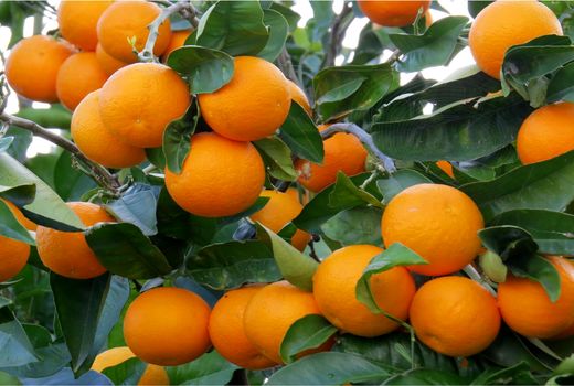 صادرات مرکبات رونق می‌گیرد/ ذخیره‌سازی ۲۵۰هزار تن مرکبات مازندران در انبارها